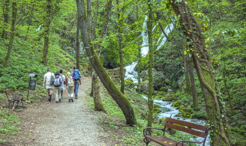 Back view of a group of friends hiking in a forest