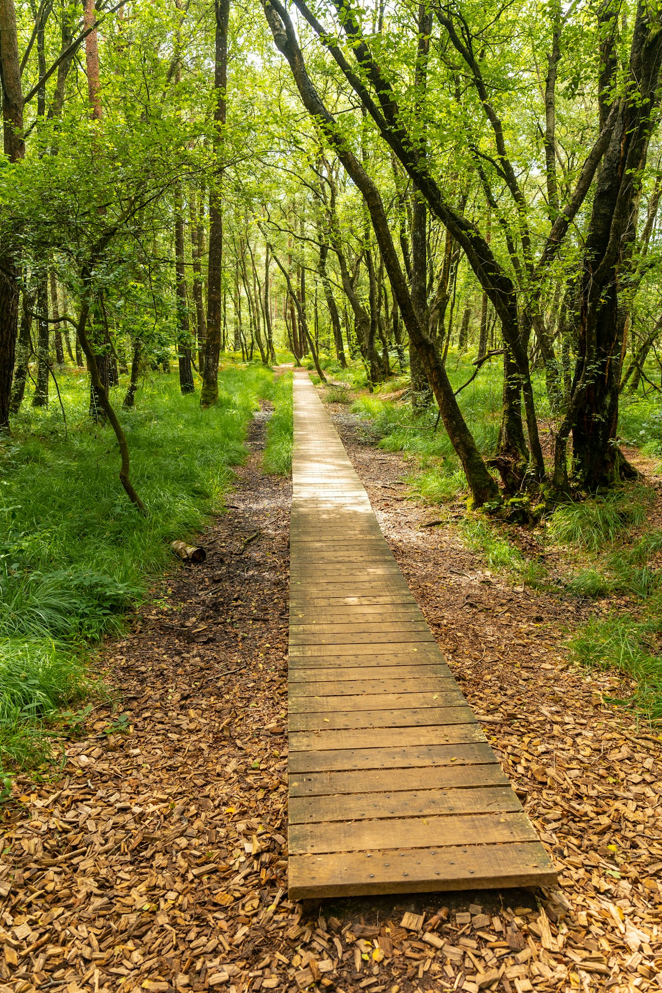 Vertical shot of a wooden footpath at Lake Paimpont in the Broceliande forest in Brittany, France