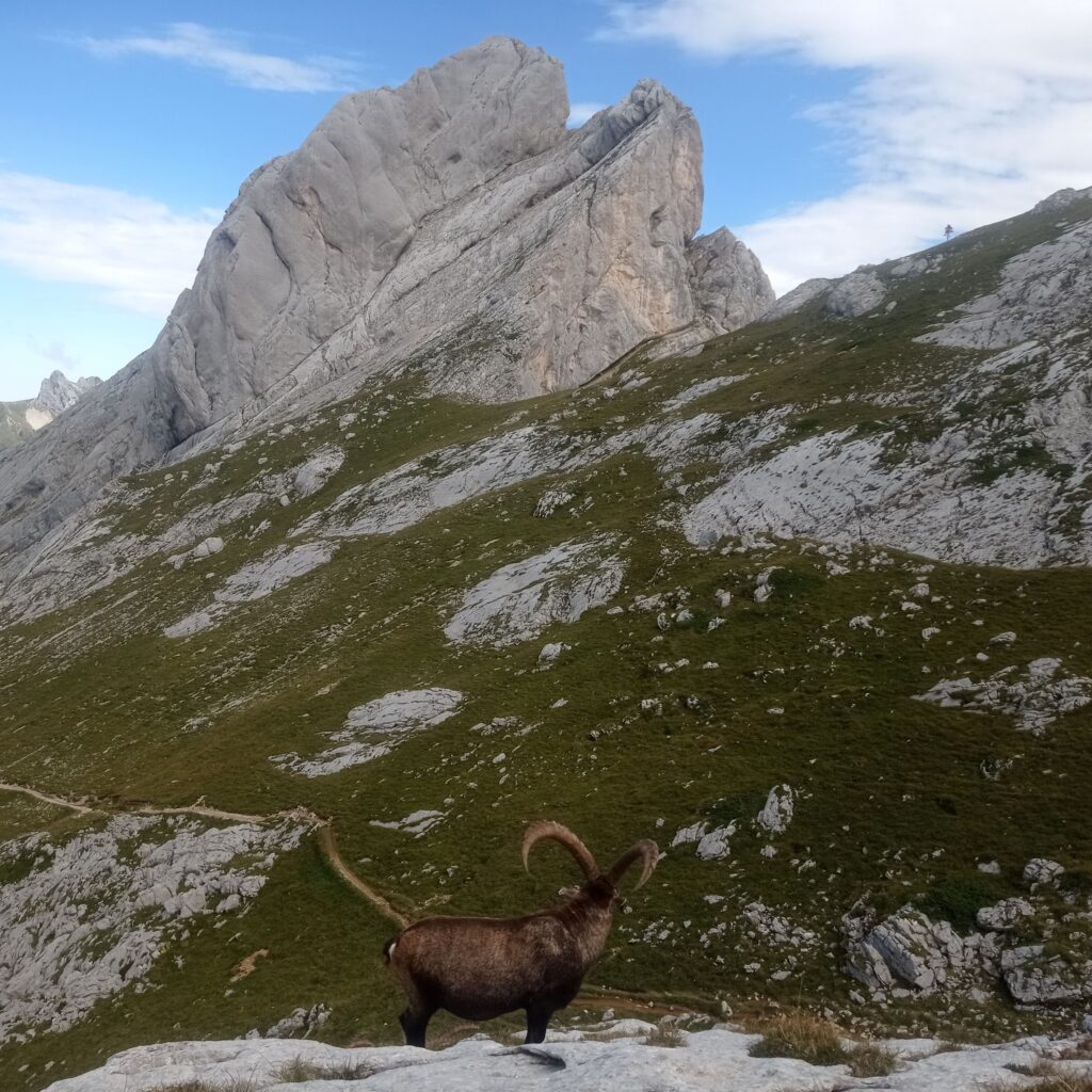 découverte d'animaux, randonné dans le Vercors